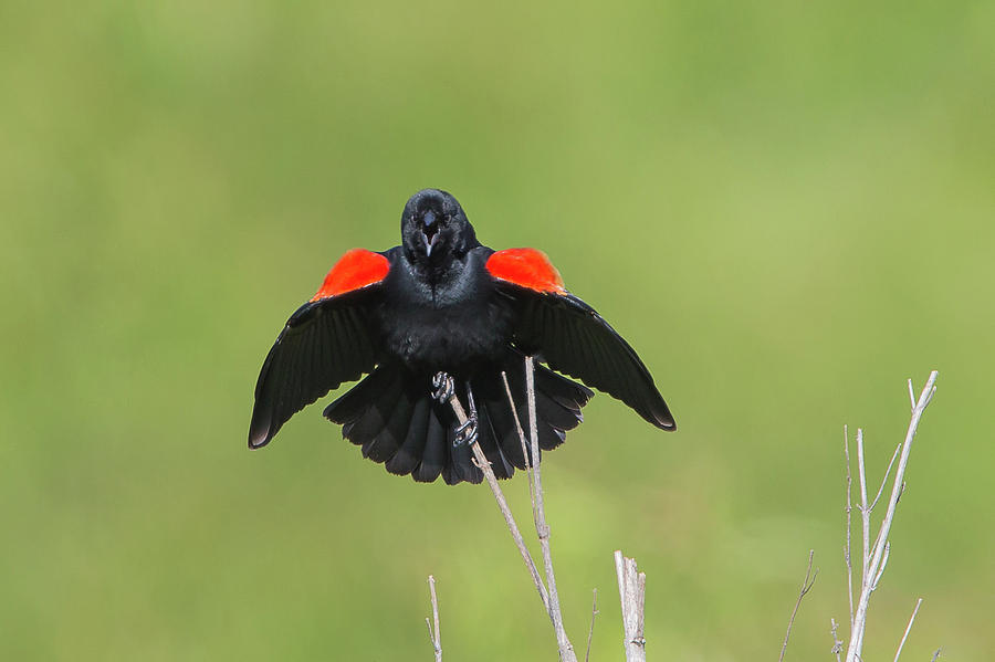 Red-winged Blackbird #1 Photograph by Ronnie Maum