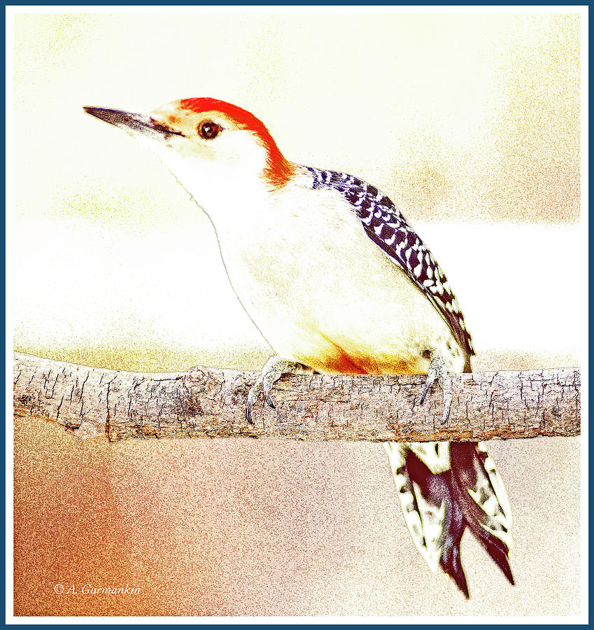 Redbellied Woodpecker, Male, Animal Portrait #1 Photograph by A Macarthur Gurmankin