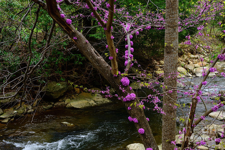 Redbud and River #1 Photograph by Thomas R Fletcher
