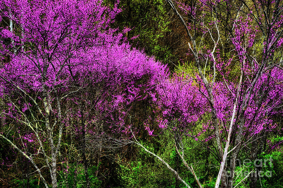 Redbud in the Woods #1 Photograph by Thomas R Fletcher