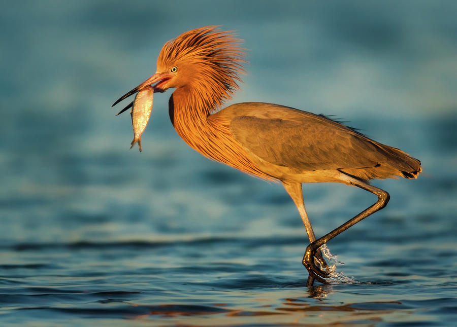 Reddish Egret with Fish #1 Photograph by Jerry Fornarotto