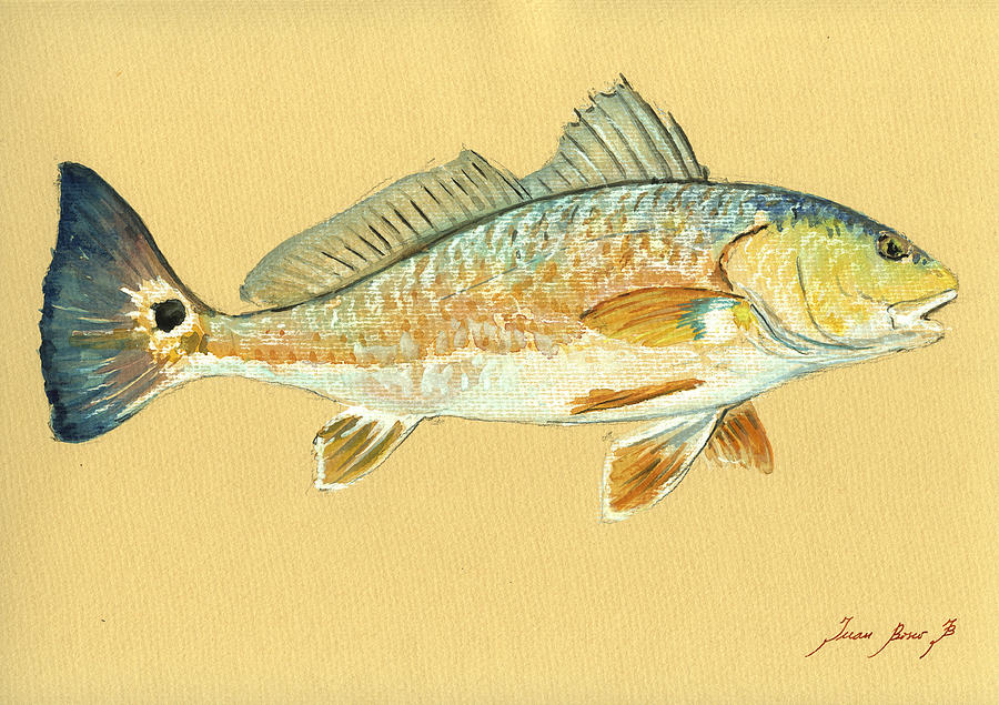 Redfish Painting - Redfish painting #1 by Juan  Bosco