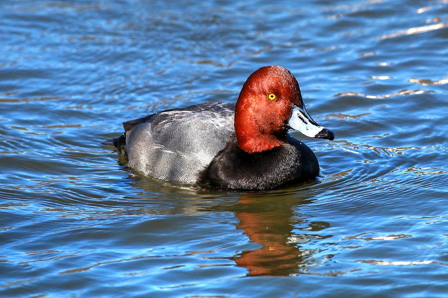 Redhead Duck II #1 Photograph by Carol Montoya