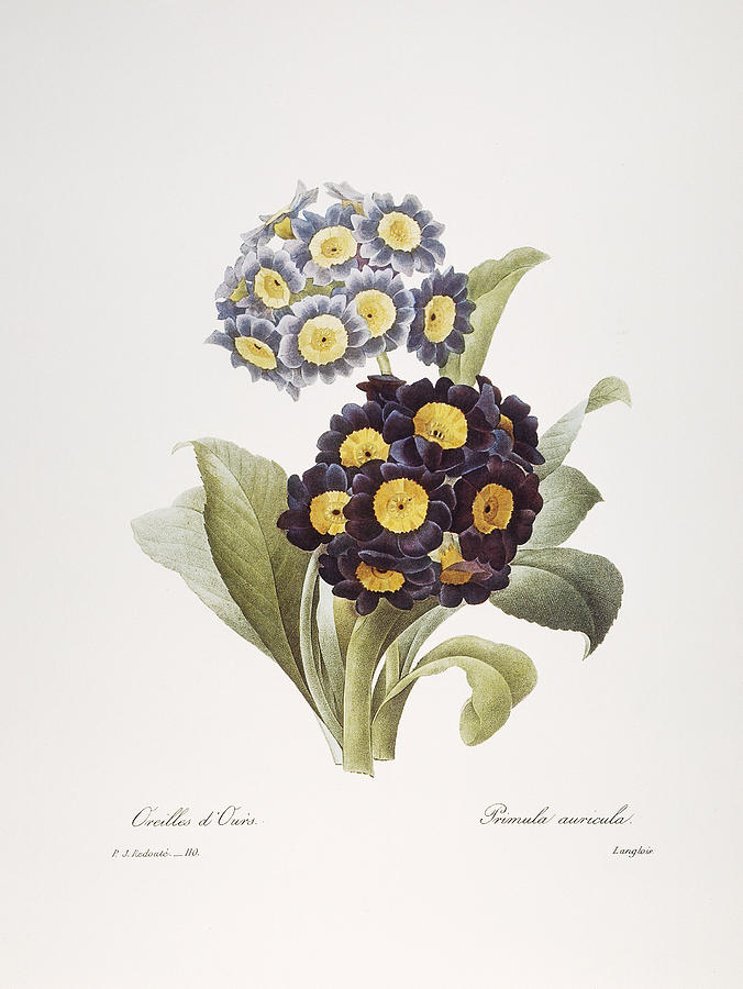 Redoute: Auricula, 1833 #1 Photograph by Granger