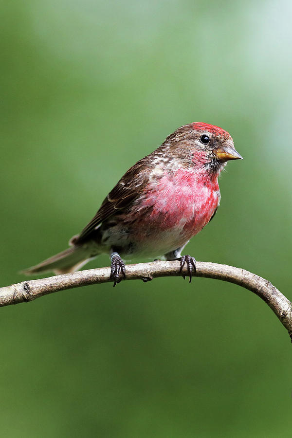 Wild Bird Photograph - Redpoll by Grant Glendinning