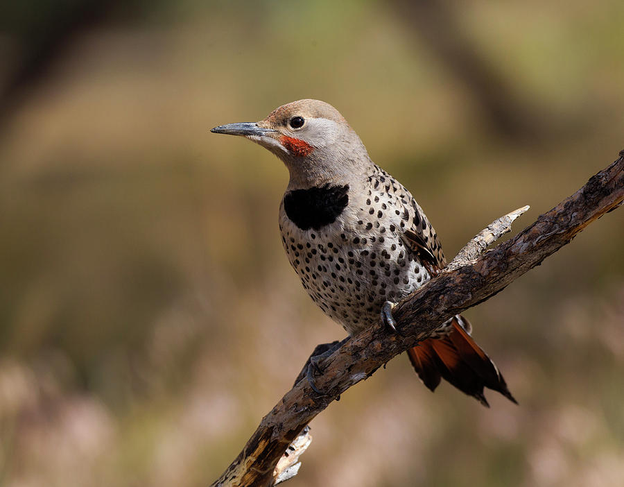 Bird Photograph - Redshafted Northern Flicker #1 by Doug Lloyd