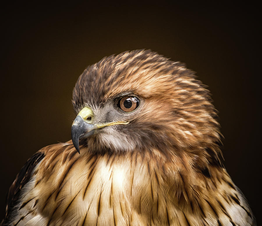 Wildlife Photograph - Redtail Hawk  #1 by Victor Hiltz