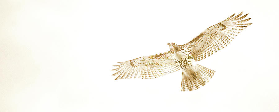 Redtailed Hawk in Flight #1 Photograph by A Macarthur Gurmankin