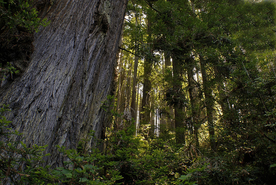 Redwood Forest #1 Photograph by Don Wolf