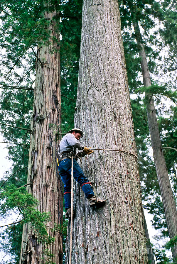 Redwood Logging #1 Photograph by Inga Spence