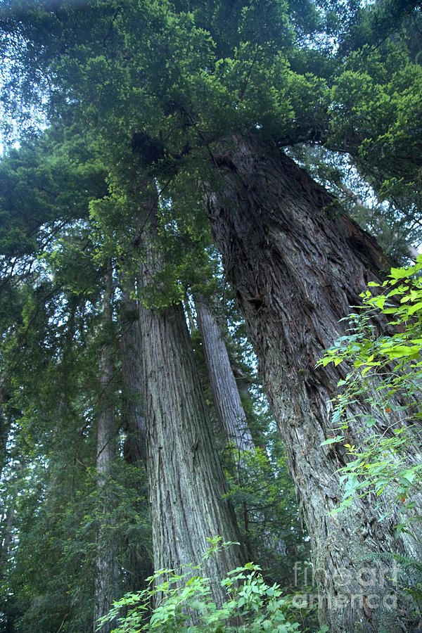 Redwood Trees #1 Photograph by Inga Spence