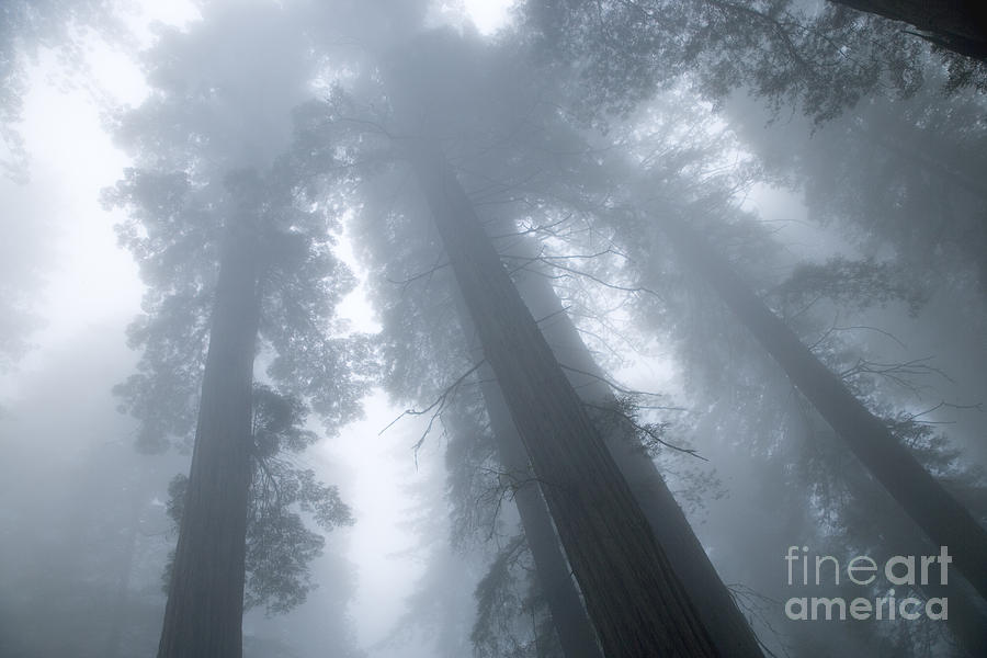 Redwood Trees Shrouded In Fog #1 Photograph by Inga Spence
