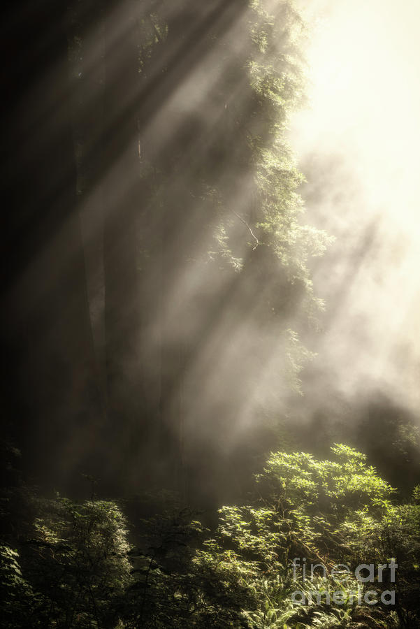Redwoods In The Mist 2 Photograph by Al Andersen