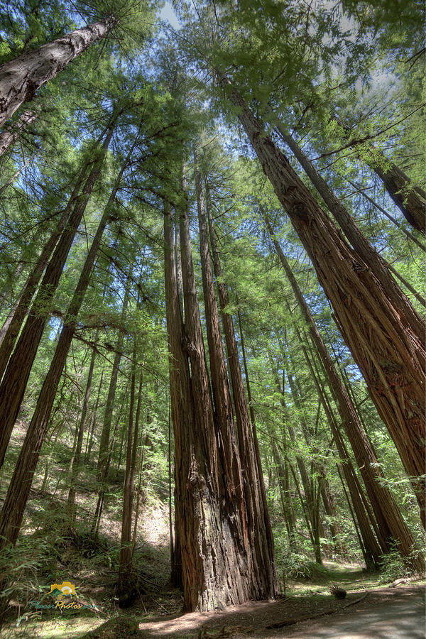 Redwoods #1 Photograph by Jim Thompson