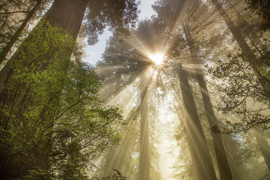 Redwoods sunburst #1 Photograph by Kunal Mehra