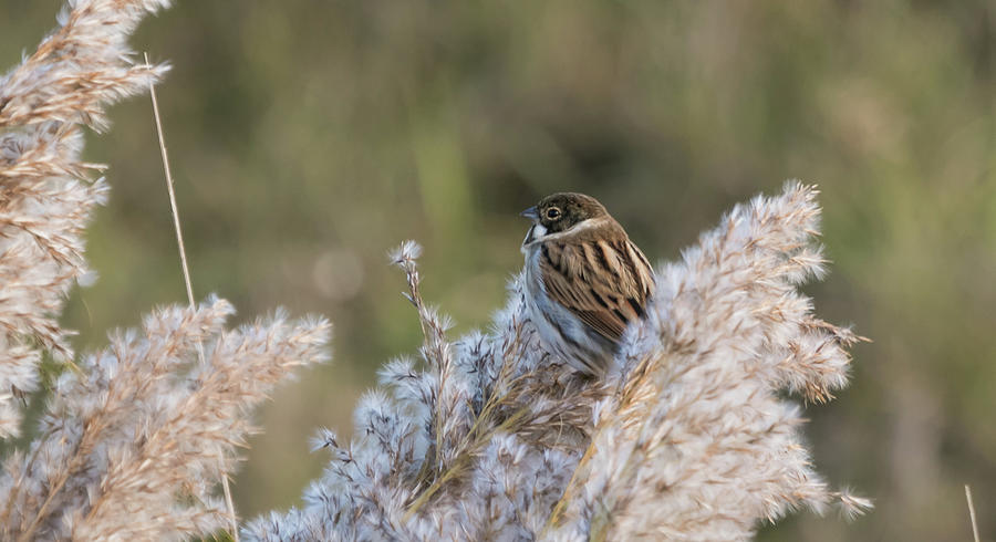 Reed Bunting #2 Photograph by Wendy Cooper