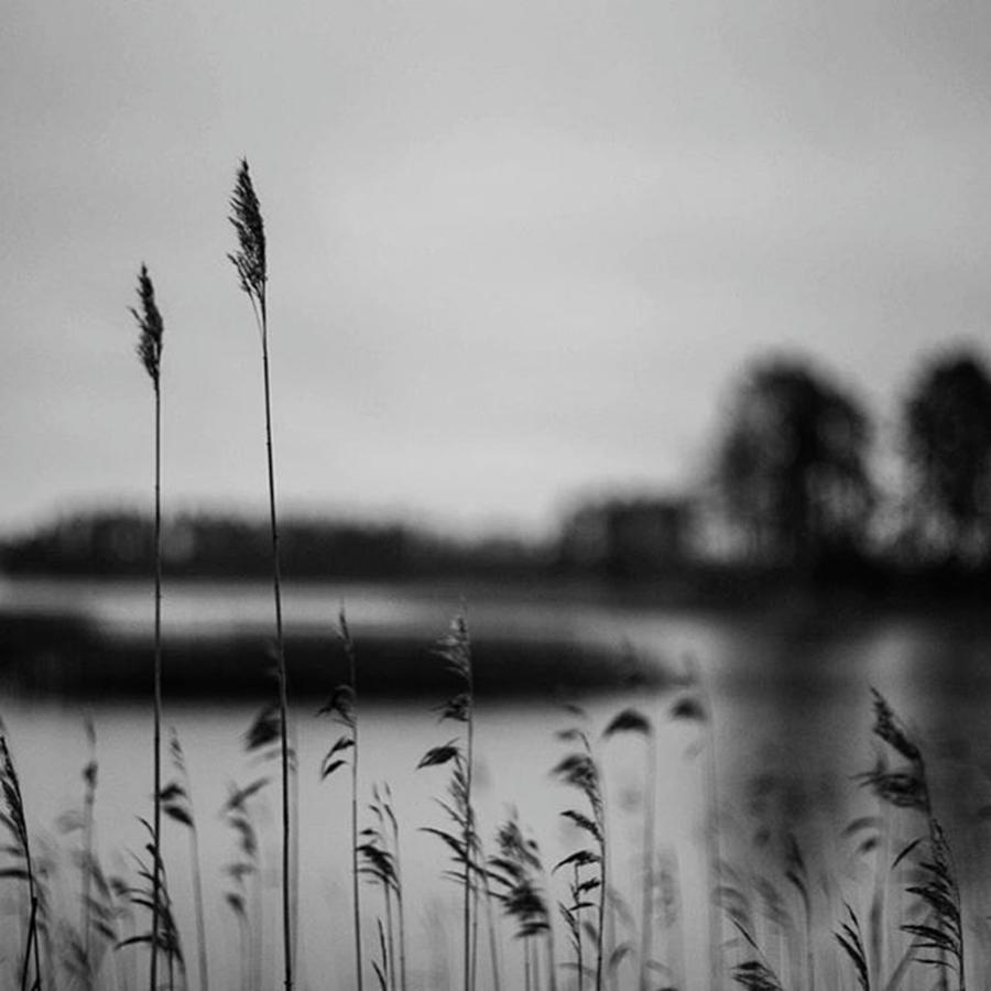 Reeds #1 Photograph by Aleck Cartwright