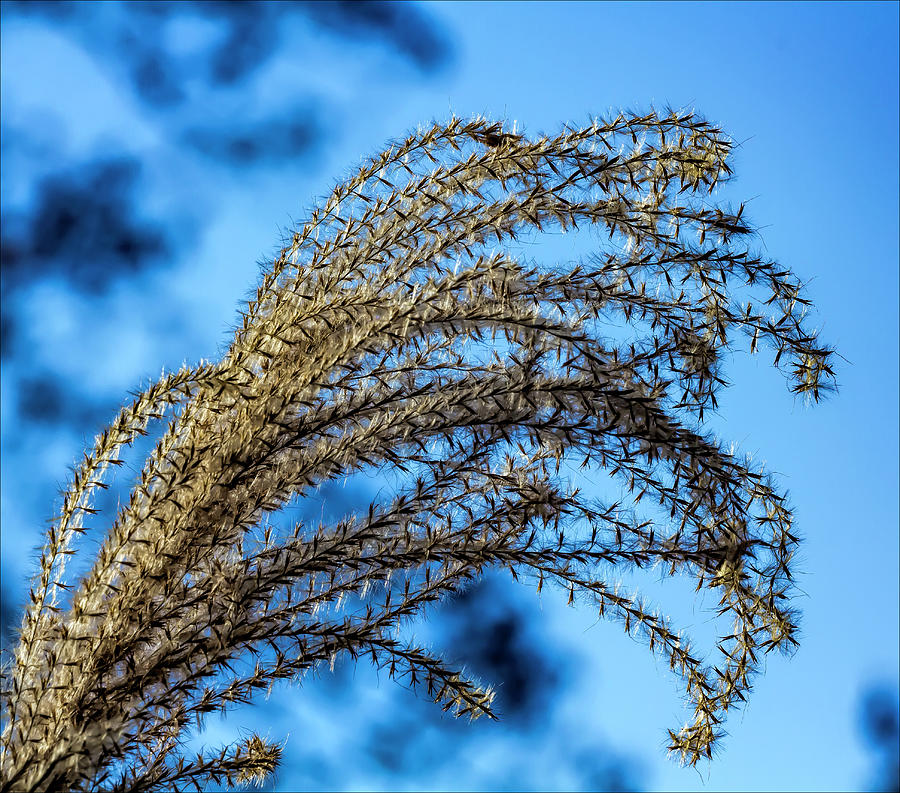 Reeds #1 Photograph by Robert Ullmann