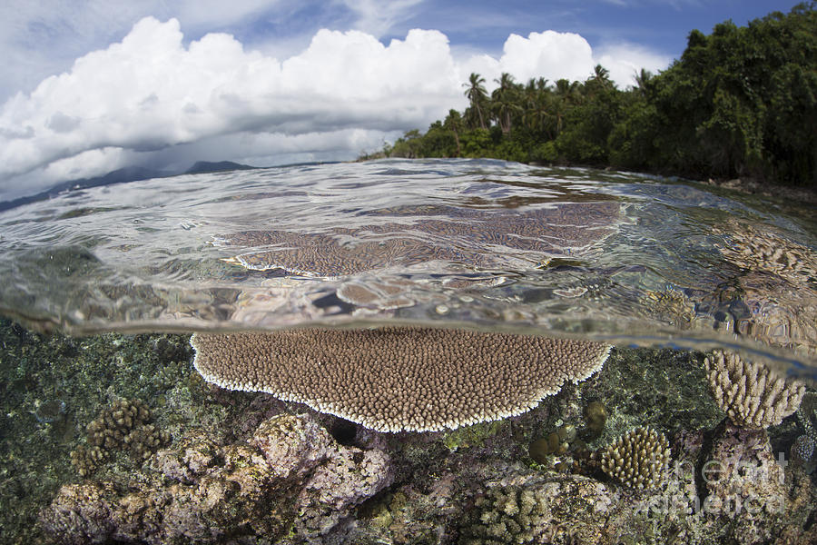 Reef-building Corals Grow On A Reef Photograph by Ethan Daniels - Pixels