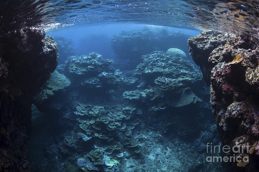 Reef-building Corals Thrive On A Reef Photograph by Ethan Daniels ...