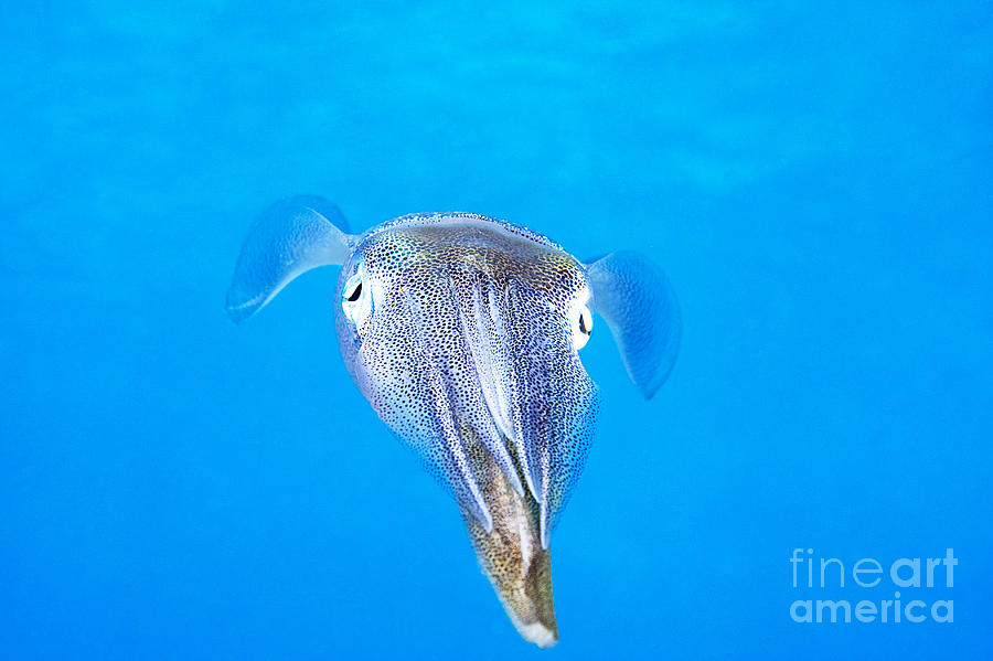 Reef squid #1 Photograph by Dave Fleetham - Printscapes