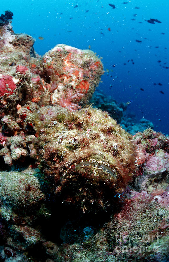 Reef Stonefish #1 Photograph by Reinhard Dirscherl