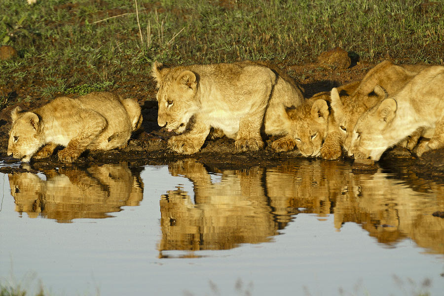 Reflected Lions #1 Photograph by Michele Burgess