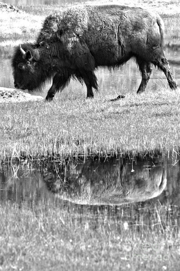 Reflection In The Grassy Marsh Black And White #1 Photograph by Adam Jewell