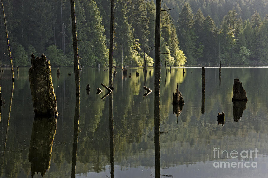 Tree Photograph - Reflections #1 by Inge Riis McDonald