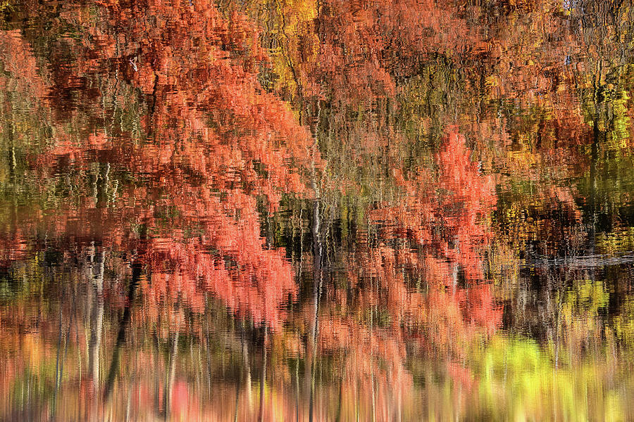 Reflections Of Fall #1 Photograph by Dan Myers