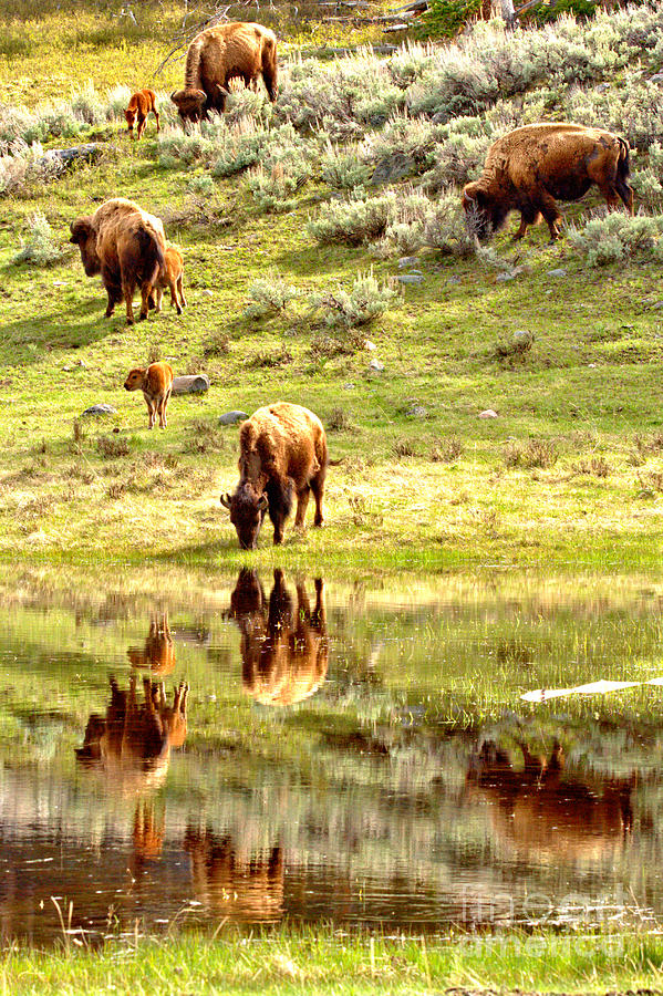 Reflections Of The Lamar Valley Bison Herd Photograph by Adam Jewell