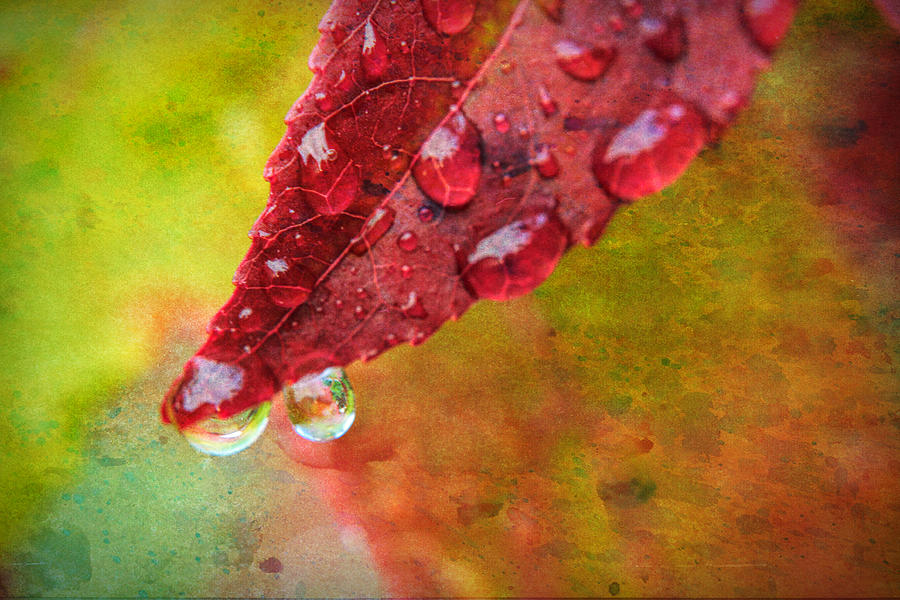 Fall Photograph - Refreshment #1 by Bonnie Bruno