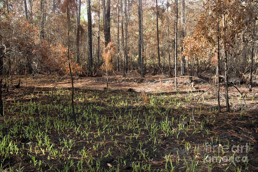 Burn Photograph - Regrowth After A Controlled Burn #1 by Inga Spence