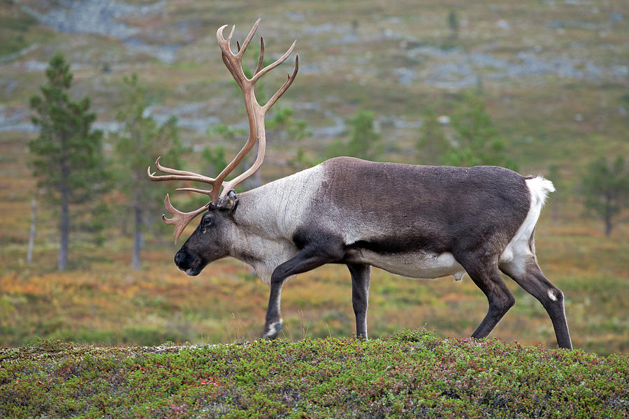 Reindeer #2 Photograph by Aivar Mikko