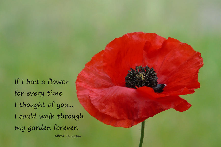 Remembrance Poppy #1 Photograph by Barbara St Jean