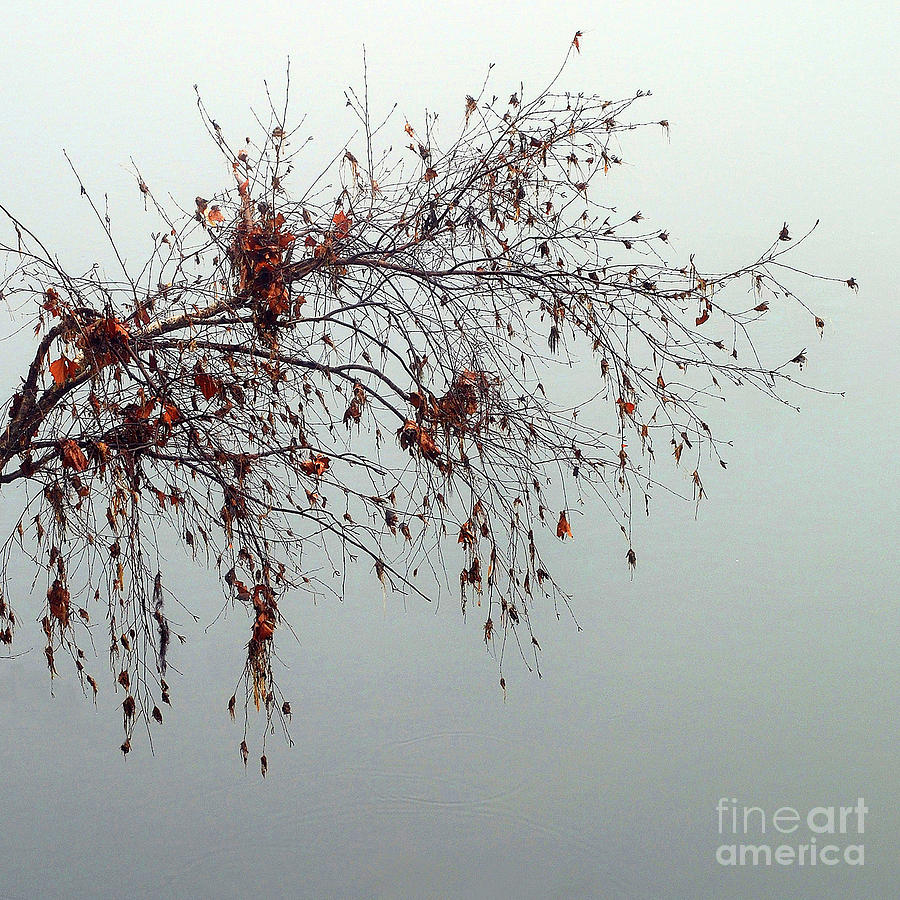 Remnants Of Fall #1 Photograph by Skip Willits