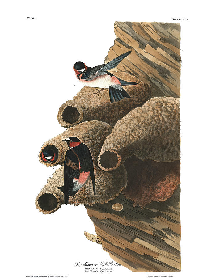 John James Audubon Painting - Republican or Cliff Swallow #1 by John James Audubon