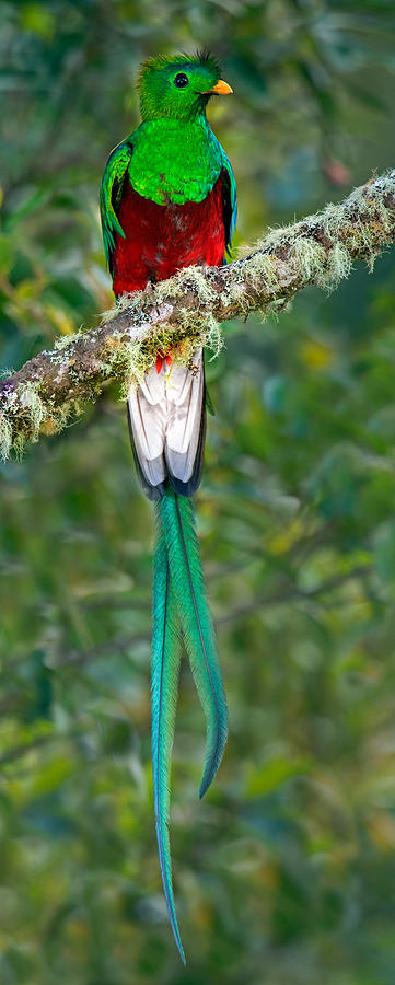Nature Photograph - Resplendent Quetzal Pharomachrus #1 by Panoramic Images