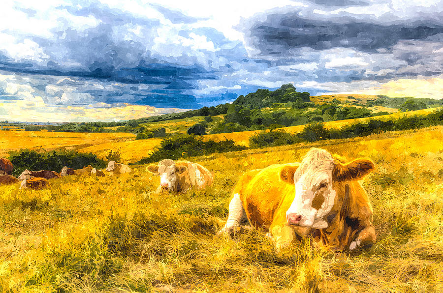 Resting Cows Art #1 Photograph by David Pyatt