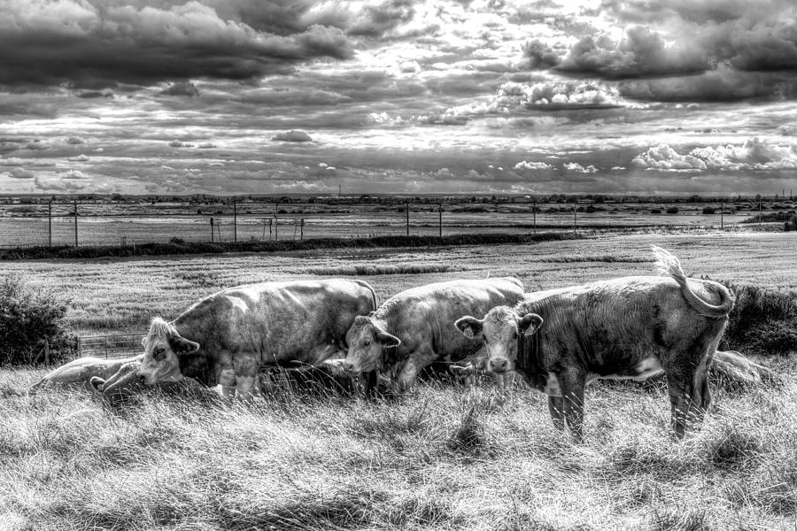 Resting Cows #1 Photograph by David Pyatt