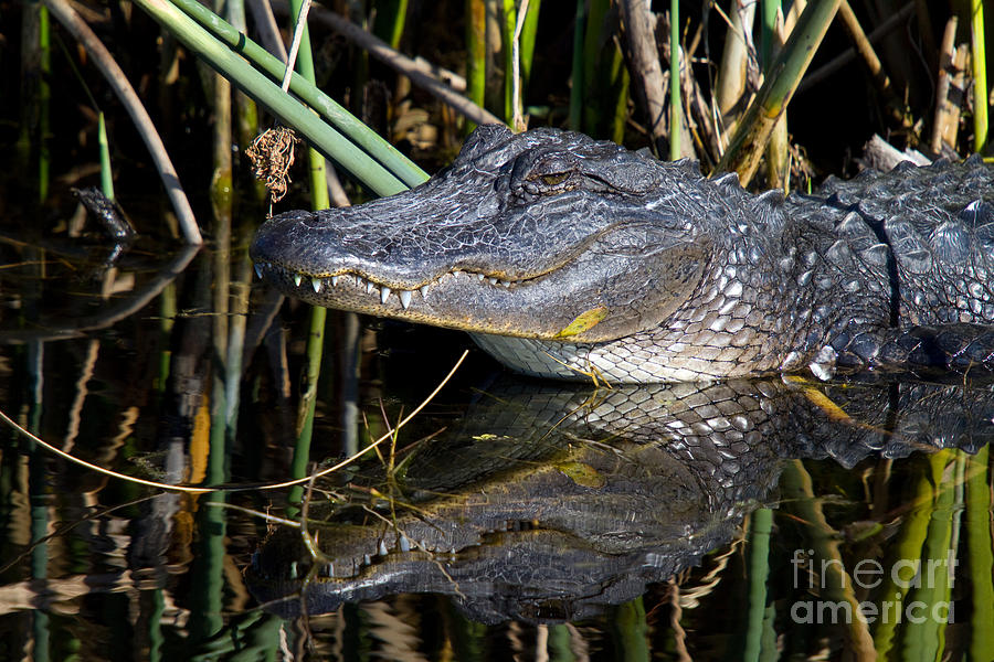 Alligator Photograph - Resting Gator #1 by Rick Mann