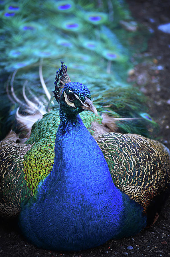 Resting Peacock  #1 Photograph by Maria Angelica Maira