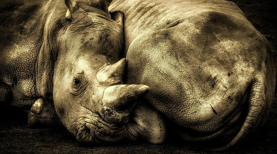 Resting Rhinos #1 Photograph by Mountain Dreams