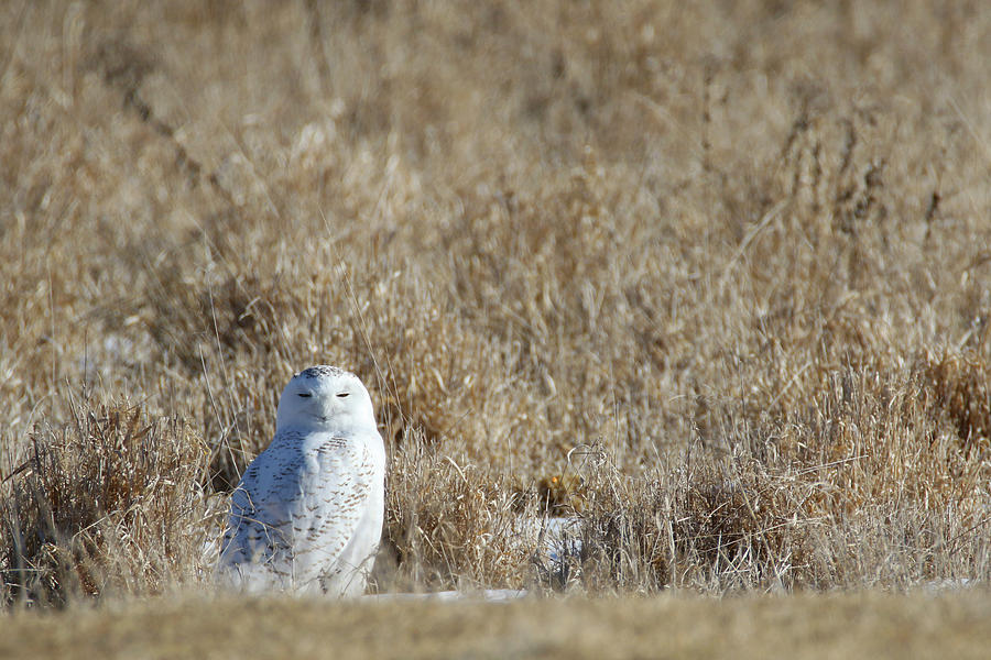 Resting Snowy Owl #1 Photograph by Brook Burling