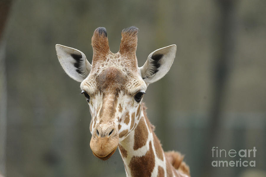 Reticulated Giraffe #1 Photograph by David & Micha Sheldon