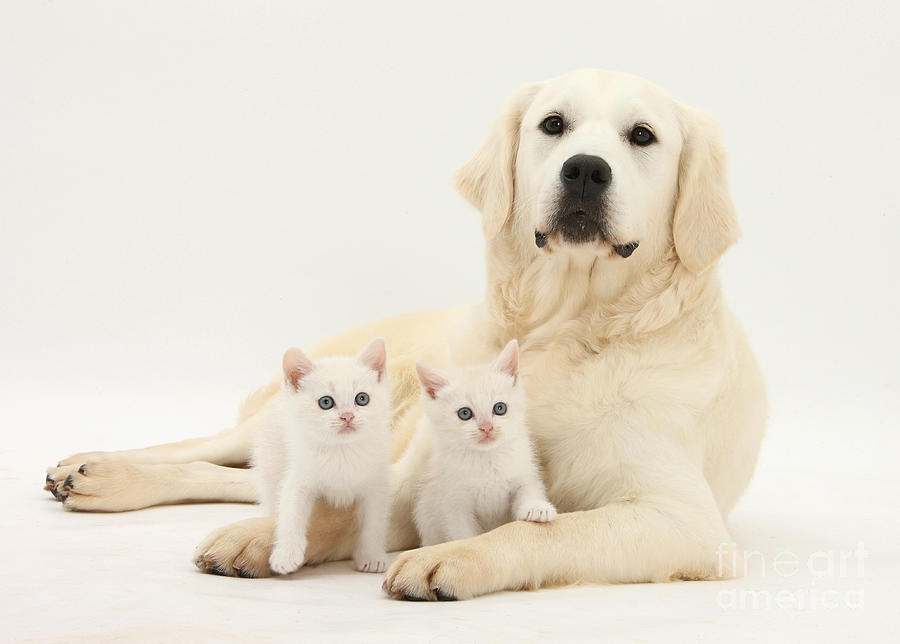 Cat Photograph - Retriever With Friendly Kittens #1 by Mark Taylor
