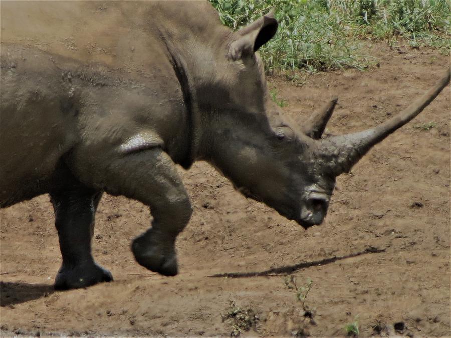 Rhino 1 #1 Photograph by Vijay Sharon Govender