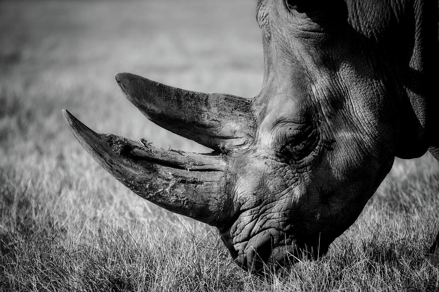 Rhino #1 Photograph by Mountain Dreams