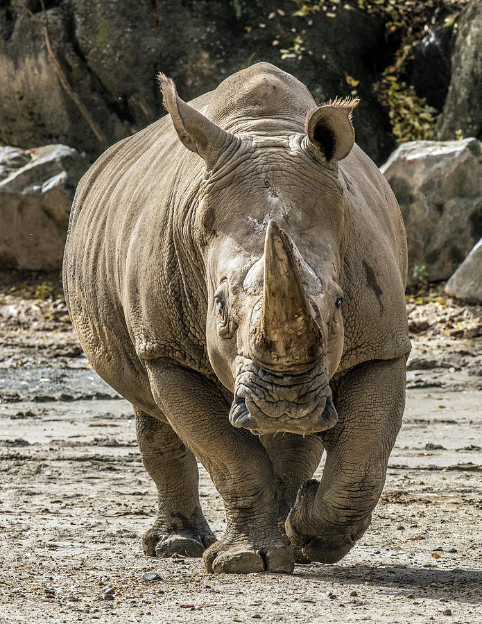 Rhino Walking Toward You #1 Photograph by William Bitman