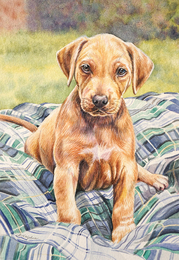 Rhodesian Ridgeback Puppy Painting by Gail Dolphin - Fine Art America